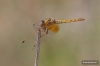 J15B0401 Trithemis kirbyi female